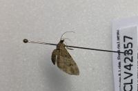 Eupithecia abbreviata