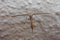 Emmelina monodactyla