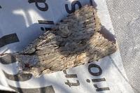 Lithophane ornitopus