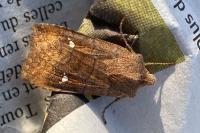 Eupsilia transversa