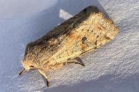 Orthosia incerta