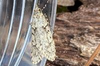 Diurnea fagella