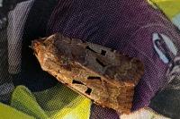 Orthosia gothica