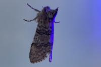 Achlya flavicornis