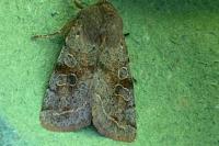 Orthosia incerta