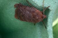 Conistra ligula