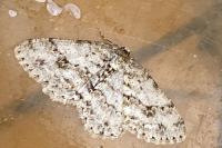 Ectropis crepuscularia