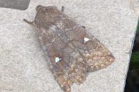 Eupsilia transversa