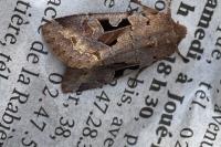 Orthosia gothica