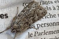 Xylocampa areola
