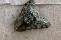 Apocheima hispidaria
