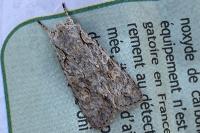 Lithophane ornitopus