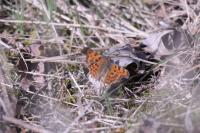 Polygonia c-album
