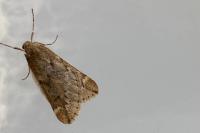 Alsophila aescularia