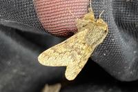 Apocheima hispidaria