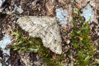 Ectropis crepuscularia