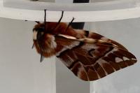 Endromis versicolora