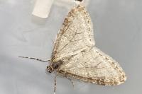 Trichopteryx carpinata