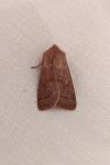 Orthosia cerasi