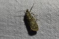 Diurnea fagella