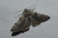 Achlya flavicornis