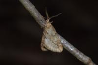 Alsophila aescularia