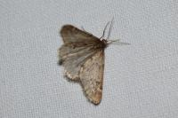 Alsophila aescularia