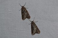 Alsophila aescularia