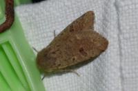 Orthosia cruda
