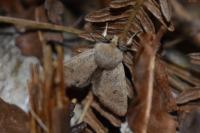 Orthosia cruda