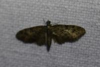 Eupithecia abbreviata