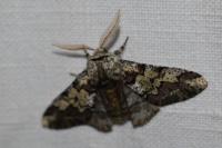 Biston strataria