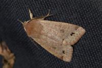 Anorthoa munda