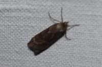 Pachycnemia hippocastanaria