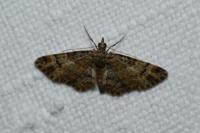 Gymnoscelis rufifasciata