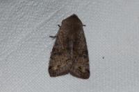 Orthosia incerta