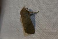 Orthosia cerasi