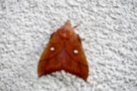 Odonestis pruni