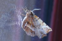 Selenia dentaria