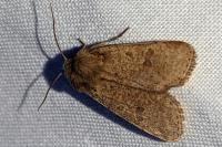 Orthosia cruda
