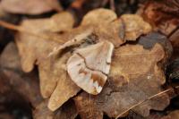 Endromis versicolora