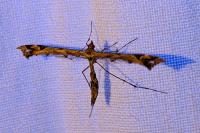 Amblyptilia acanthadactyla