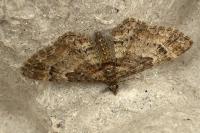 Gymnoscelis rufifasciata