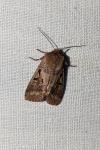 Orthosia gothica