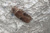 Agonopterix purpurea