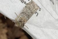 Achlya flavicornis