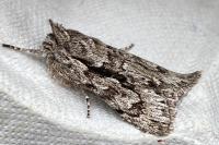 Xylocampa areola