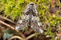 Biston strataria