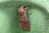 Orthosia cerasi