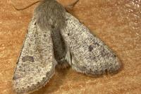 Orthosia cruda